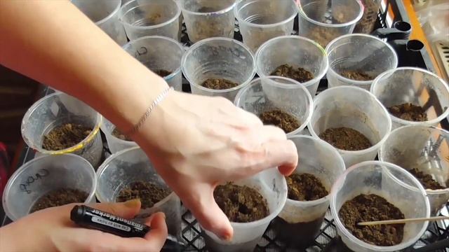 Как вырастить рассаду перца на подоконнике смотреть онлайн