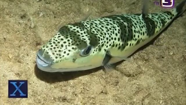 Ядовитая рыба Фугу мигрировала в Крым смотреть онлайн