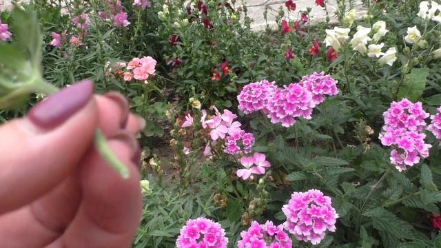 Вербена вегетативная. Первое черенкование