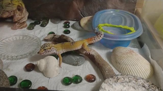 как правильно кормить #эублефар смотреть онлайн