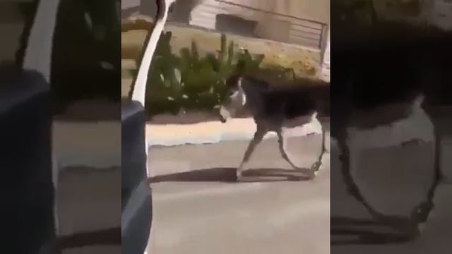 В Дагестане на видео осел присоединился к челенджу с танцами у едущей машины смотреть онлайн