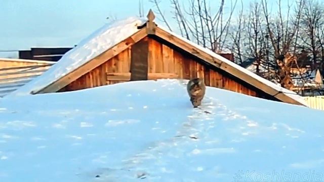 На Кошачьей тропе, Winter, #Siberian_cats on Cat's Path, Сибирские #кошки #Koshlandia смотреть онлайн