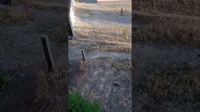 скварец налётчик. смотреть онлайн