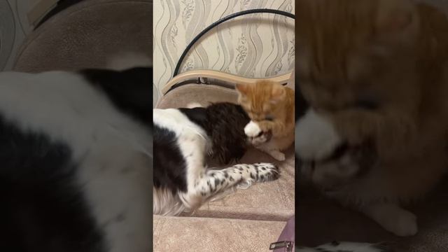 Friends' games | игры друзей #dog #cat #stories смотреть онлайн