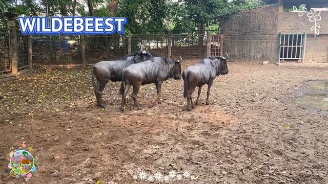 Adorable Baby Farm Animal Moments: Lemur, Raccoon, Lion, Leopard & Rabbit - Animals Video смотреть онлайн