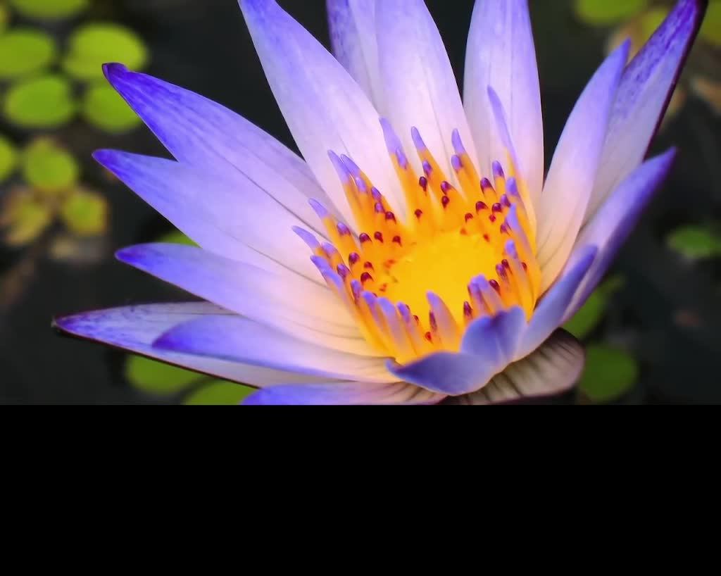 релакс видео смотреть онлайн