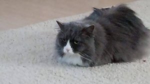 первая видео