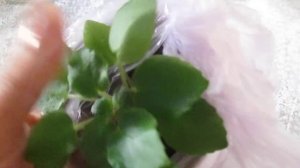 Как очистить листья фиалки от пыли ?-  3  простых способа