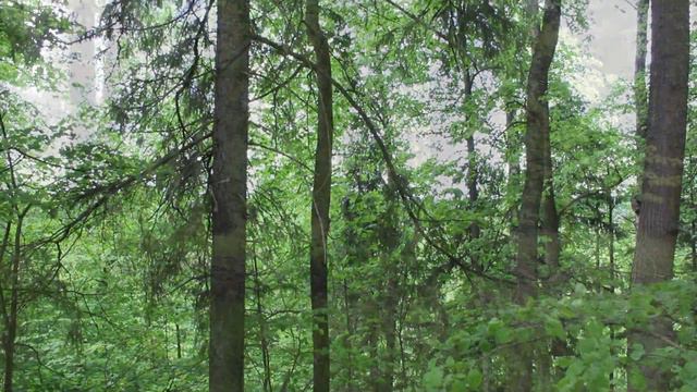 Купить участок 30,89 сот в КП Лесогорье смотреть онлайн