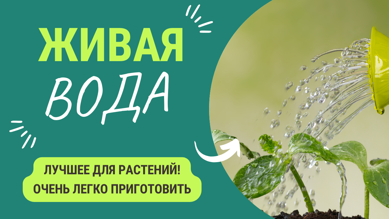 Живая вода для растений 💧. Очень легко приготовить! смотреть онлайн