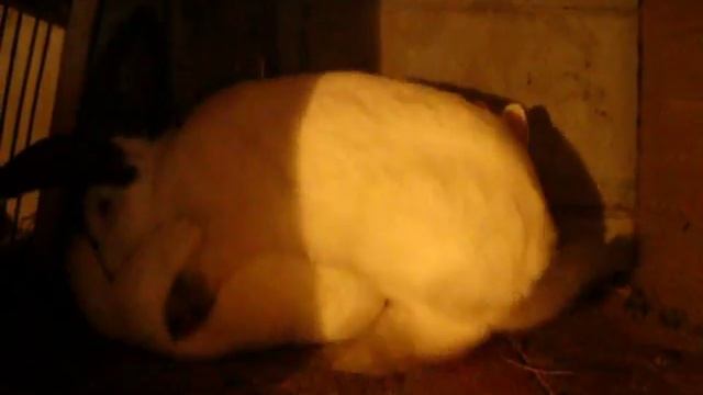 Спаривание кроликов: основные правила случки смотреть онлайн