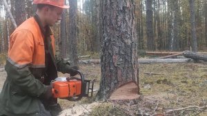 Валка леса /// Как правильно валить лес в направления вала /// ???