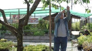 Засыхают ветви на вишне и черешне? Болезнь называется монилиальный ожог