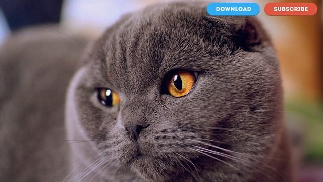 ОБОИ НА РАБОЧИЙ СТОЛ #7 смотреть онлайн