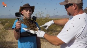 ПЧЕЛЫ ЖАЛЯТ В ЛИЦО / БОРОДА ИЗ ПЧЕЛ / Койот Питерсон на русском