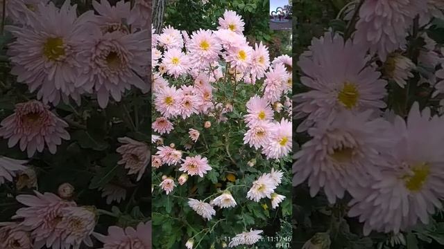 Осенние цветы. смотреть онлайн