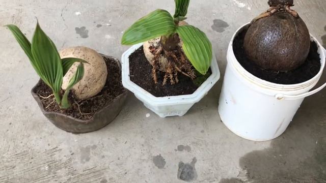 Update of Coconut and Adenium Bonsai смотреть онлайн