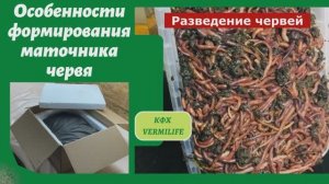 Что такое маточник червя. Особенности его формирования..mp4