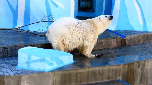 Белая медведица Герда отлично ловит рыбку. 18.09.18 г. смотреть онлайн