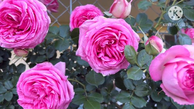 Pretty in pink, Eden rose in bloom—2023. смотреть онлайн