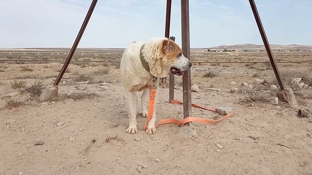 Йылдыз Хан на Форсажах сильный Духом Кобель! Туркменский Алабай смотреть онлайн