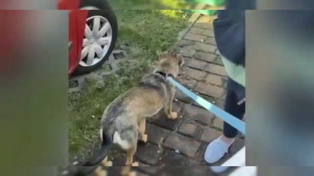 Как встретили Надин в Берлине??? ??? смотреть онлайн