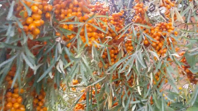 100 ОБЛЕПИХ ЗА 5 МИНУТ! РЕКОРД ГИННЕССА! А ВЫ СКОЛЬКО БЫ ДУМАЛИ?😀 смотреть онлайн