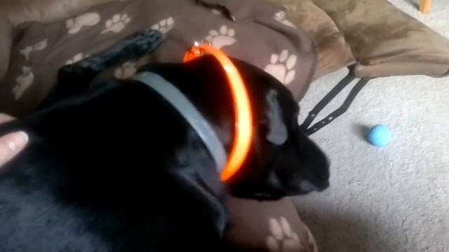 Marvin's head shaking/tremor! Black Lab Shar pei mix смотреть онлайн
