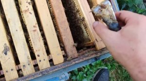 Беда на пасеке подцепил каменный расплод что делать ✅??