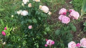 Розы ВАЛФЕРДАНЖ (Розы ВАЛФЕРДАНЖ)