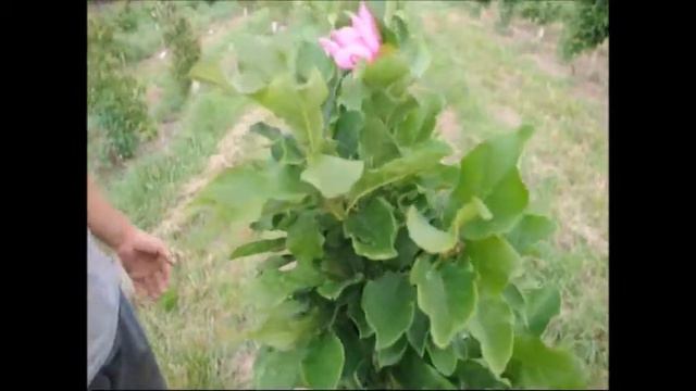 Video on Landscaping Trees Magnolia Ann Vid 18924 смотреть онлайн