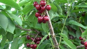 Черешня Скина