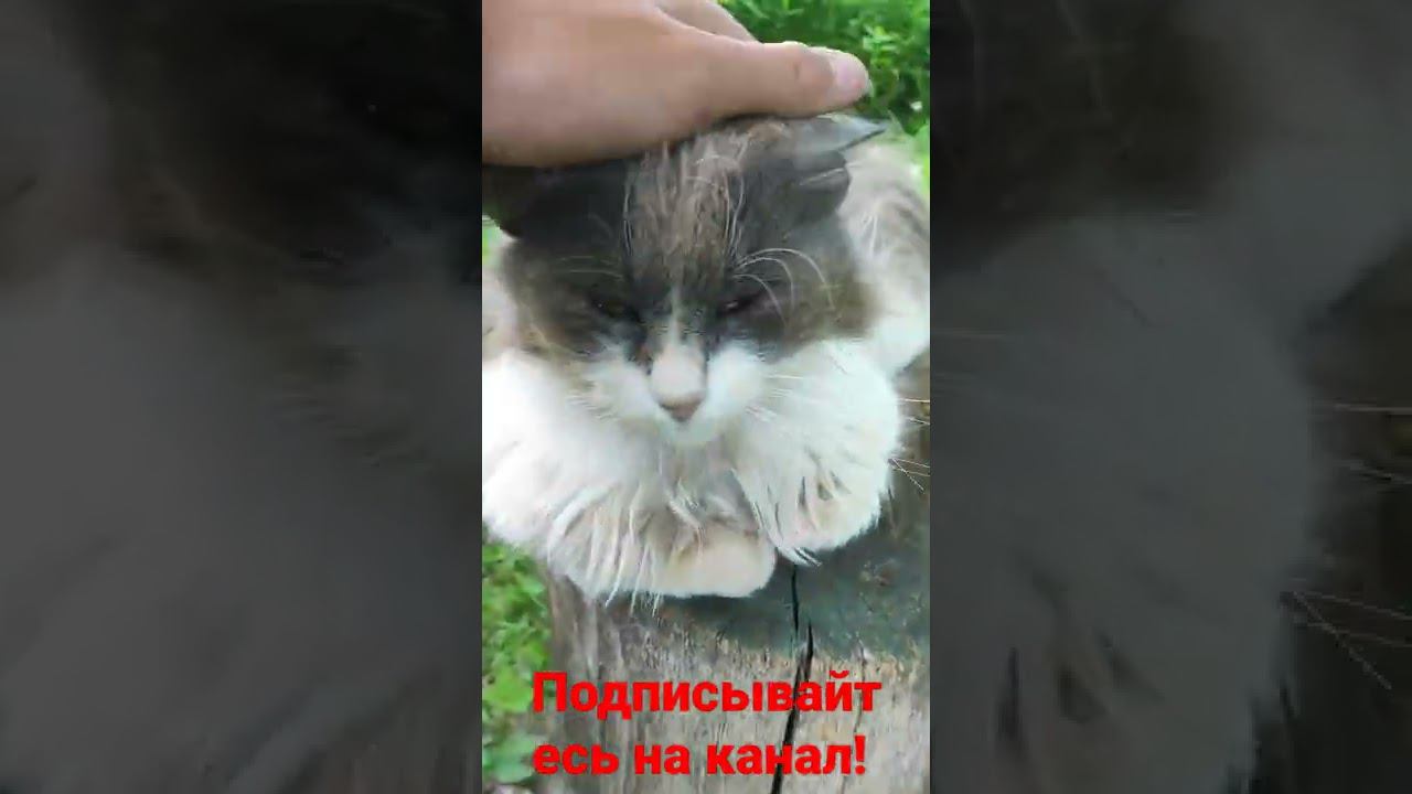 кот и любимое место! смотреть онлайн