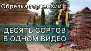 Как обрезать гортензию метельчатую. Подробно. Самые популярные сорта. Взрослые кусты.