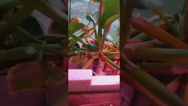 Длинное видео о тиляпии, креветках, раках, эйхорнии, роголистнике и ряске. смотреть онлайн