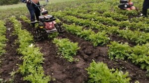 ПРОПОЛКА КАРТОФЕЛЯ МОТОБЛОКОМ! И окучиваем картофель окучником (подгорталка) с помощью мотоблока.