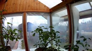 Если лимон сбросил листья, сделай  это!