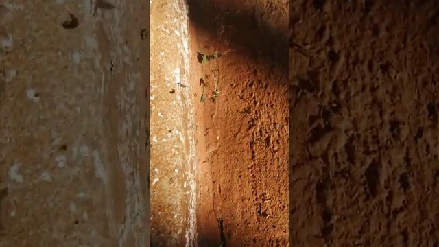 Муравьи листорезы. Аргентина, Посадас смотреть онлайн