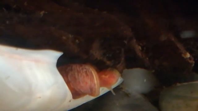 Что за чудо улитка в моем аквариуме? Пишите в комментариях;-) смотреть онлайн