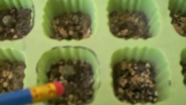 Peyote,Lophophora Williamsii part 3 смотреть онлайн
