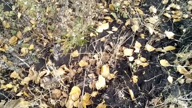 Детали чистоты