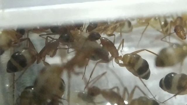 Распаковка кокона мурашей Camponotus irritans смотреть онлайн