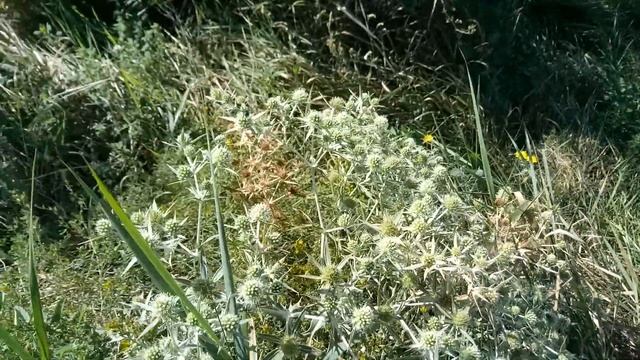 Синеголовник полевой - Лекарственные растения. Лечебные травы смотреть онлайн