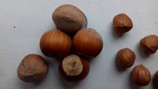 Фундук Озенбаш.Перспективный сорт для Средней полосы.