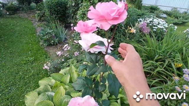 Как цветут в моем саду клематисы ,розы ,астильба, лилии! смотреть онлайн