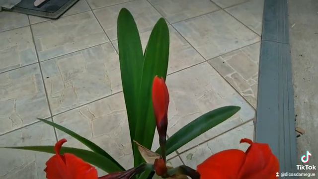 Flores do Amarilis! Um espetáculo!😍 смотреть онлайн