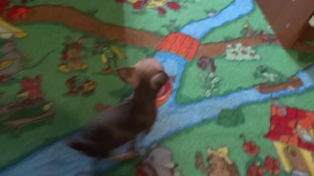 Мини Тойчик смотреть онлайн