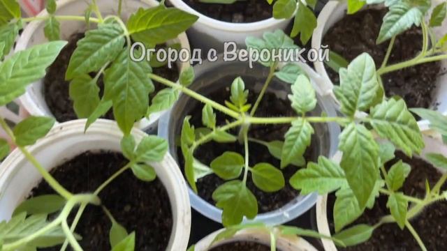 Была Рассада Хилая, Стала КОРЕНАСТАЯ! Всего За Несколько Дней! смотреть онлайн