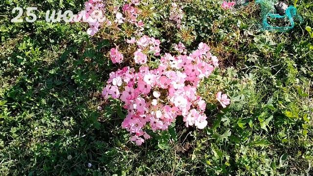 Роза Fortuna/Фортуна, Kordes. С весны по осень. ЗНАК ADR ПРОСТО ТАК НЕ ДАЮТ!!!!! смотреть онлайн