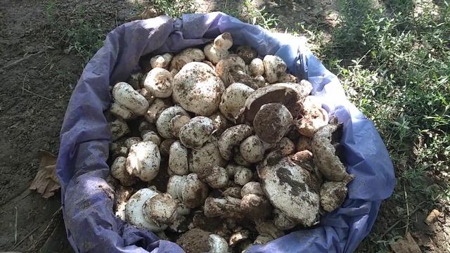 Вот такие грибы выросли после дождей в северо-крымской степи ?? смотреть онлайн